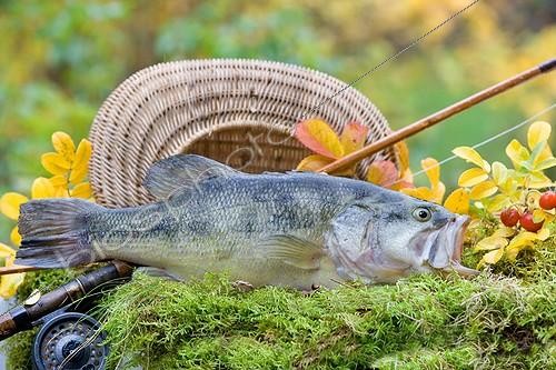Biosphoto | 681611 | Largemouth bass dead Oberbruck | &copy; Bruno Mathieu / Biosphoto