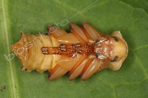 Biosphoto | 1133785 | Larva of darkling beetle in Belgium ; Species native to South America | &copy; Jacques Rosès / Biosphoto