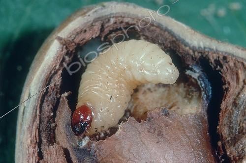 Biosphoto | 423658 | Larva of hazelnut weevil eating a hazelnut seed | &copy; Bartomeu Borrell / Biosphoto