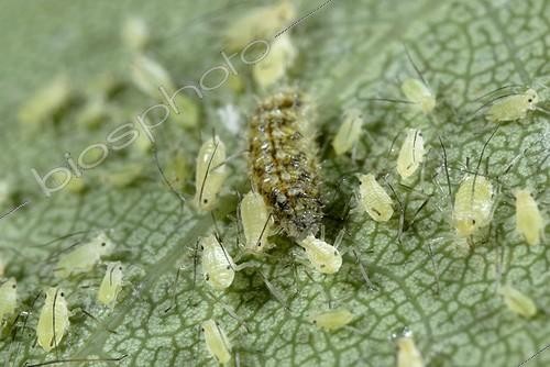 Biosphoto | 1611469 | Larvae Syrphe predating aphids | &copy; Jean-Claude Malausa / Biosphoto
