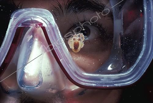 Biosphoto | 37262 | Larval octopus on a diver's mask Red Sea ; At night, in deep water. | &copy; Jeffrey Rotman / Biosphoto
