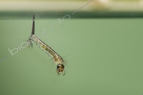 Biosphoto | 2051313 | Larve aquatique de Moustique sous la surface, France | &copy; Stéphane Vitzthum / Biosphoto