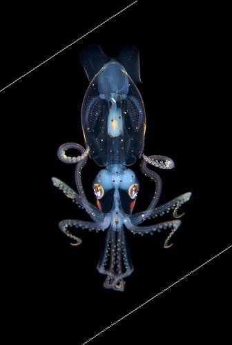 Biosphoto | 2037379 | Larve de Calmar pélagique Ancistrocheirus lesueuri ; Taille : 3 cm. Profondeur : - 20m. BBC Wildlife photographer of the Year: Finaliste 2014 catégorie Underwater species | &copy; Fabien Michenet / Biosphoto