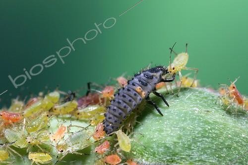 Biosphoto | 130767 | Larve de coccinelle se nourrissant de pucerons sur un Rosier ; Vers Orléans. | &copy; Joël Bricout / Biosphoto