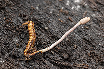 Biosphoto | 2621279 | Larve de coléoptère contaminée par un champignon cordyceps, Saint-Pierre-la-Palud, Rhône, France | &copy; Philippe Lebeaux / Biosphoto