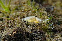 Biosphoto | 2621594 | Larve de Coléoptère juste après une mue sur du bois mort dans une mare, commune de Couffy, Loir et Cher, France | &copy; Bruno Guénard / Biosphoto