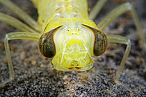Biosphoto | 2621599 | Larve de Libellule dans une mare juste après une mue, commune de Couffy, Loir et Cher, France | &copy; Bruno Guénard / Biosphoto