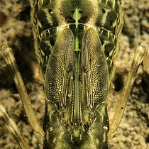 Biosphoto | 2602097 | Larve de Libellule (Odonata sp) dans une mare, Commune de Couffy, Loir et Cher, France | &copy; Bruno Guénard / Biosphoto