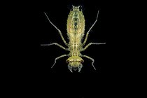 Biosphoto | 2602106 | Larve de libellule (Odonata sp) dans une mare juste après une mue, commune de Couffy, Loir et Cher, France | &copy; Bruno Guénard / Biosphoto