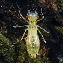Biosphoto | 2602108 | Larve de libellule (odonata sp) dans une mare juste après une mue, commune de Couffy, Loir et Cher, France | &copy; Bruno Guénard / Biosphoto