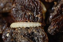 Biosphoto | 1254412 | Larve de Pyrale des raisins secs ou amandes sur raisins secs | &copy; Denis Bringard / Biosphoto
