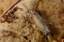 Biosphoto | 1254415 | Larve de Pyrale des raisins secs ou amandes sur pomme | &copy; Denis Bringard / Biosphoto