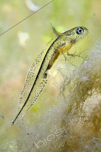 Biosphoto | 1134522 | Larve de Triton à crête dans une mare Prairies du Fouzon | &copy; Bruno Guénard / Biosphoto