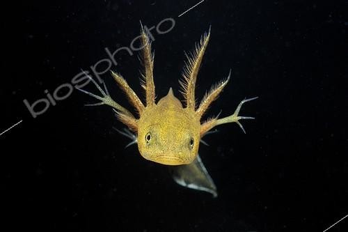 Biosphoto | 1716467 | Larve de Triton à crête sur fond noir Prairies du Fouzon | &copy; Bruno Guénard / Biosphoto