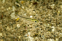 Biosphoto | 2621593 | Larve de Triton crêté en déplacement dans une mare, commune de Couffy, Loir et Cher, France | &copy; Bruno Guénard / Biosphoto