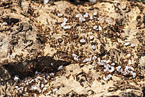 Biosphoto | 2621296 | Larves dans cocons et fourmis (Myrmica sp), Parc national des Cévennes,France | &copy; Philippe Lebeaux / Biosphoto