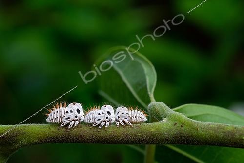 Biosphoto | 2467390 | Larves de membracides (Membracis foliatafasciata) sur Ylang Ylang (Cananga odorata), Guyane Française | &copy; Stéphanie Meng / Biosphoto