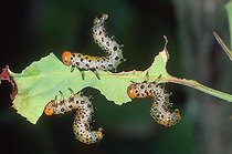 Biosphoto | 423699 | Larves de Tenthrède dévorant une feuille de Rosier | &copy; Bartomeu Borrell / Biosphoto