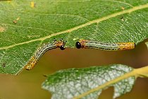 Biosphoto | 2051262 | Larves de Tenthrède du Saule (Pteronus salicis) sur Saule, 2015 10 21, Parc naturel régional des Vosges du Nord, classé Réserve mondiale de Biosphère par l'UNESCO, France | &copy; Michel Rauch / Biosphoto