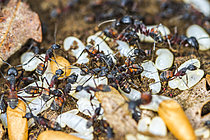 Biosphoto | 2621321 | Larves et cocons de fourmi méditerranéenne (Camponotus cruentatus), Parc national des Cévennes, France | &copy; Philippe Lebeaux / Biosphoto