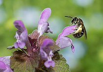 Biosphoto | 2444162 | Lasioglossum (Lasioglossum fulvicorne) femelle sur fleur de Lamier pourpre (Lamium purpureum), abeilles solitaires, Parc naturel régional des Vosges du Nord, France | &copy; Michel Rauch / Biosphoto