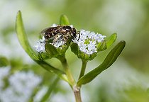 Biosphoto | 2444165 | Lasioglossum (Lasioglossum malachurum) femelle sur la mâche (Valerianella olitoria) en fleurs, abeilles solitaires, Parc naturel régional des Vosges du Nord, France | &copy; Michel Rauch / Biosphoto