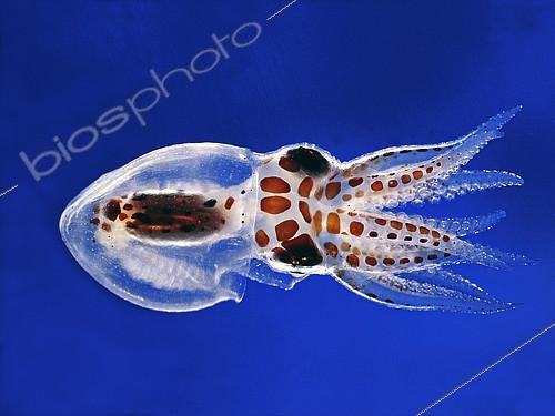 Biosphoto | 2088311 | Last planktonic stage of Common Octopus larva (Octopus vulgaris). It is at this stage that this young octopus leaves the planktonic life and descends on the bottom to feed on other prey than the plankton. | &copy; Jean Lecomte / Biosphoto