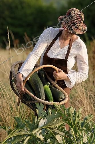 Biosphoto | 224160 | Late Zucchini harvest in a garden France | &copy; Hervé Lenain / Biosphoto