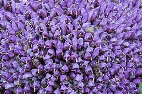 Biosphoto | 1162329 | Lathrée landestine en fleurs France | &copy; Muriel Hazan / Biosphoto