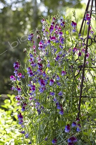 Biosphoto | 2162929 | Lathyrus odoratus | &copy; Visions Pictures / Biosphoto
