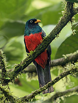 Biosphoto | 2608885 | Lattice-tailed Trogon (Trogon clathratus), male, Penonomé, Panama | &copy; Ignacio Yufera / Biosphoto