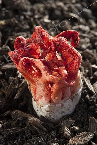 Biosphoto | 2145980 | Latticed stinkhorn (Clathrus ruber) | &copy; Alexandre Petzold / Biosphoto