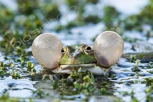 Biosphoto | 2621734 | Laughing Frog (Rana Pelophylax ridibundus), male singer, vocal sacs inflated in a pond, location known as Lac to the north of Massargues, municipality of Orgnac-l'Aven, Ardèche, France. | &copy; Stéphane Vitzthum / Biosphoto