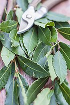 Biosphoto | 2546777 | Laurier-sauce (Laurus nobilis) fraîchement récolté. | &copy; Jean-Michel Groult / Biosphoto