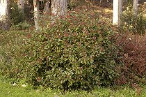 Biosphoto | 63196 | Laurier-tin sur le littoral des Côtes d'Armor Bretagne | &copy; Michel Gunther / Biosphoto