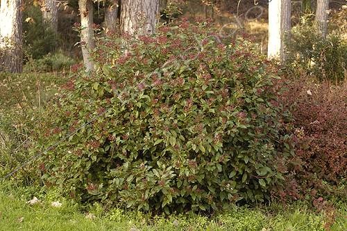 Biosphoto | 63196 | Laurier-tin sur le littoral des Côtes d'Armor Bretagne ; France | &copy; Michel Gunther / Biosphoto