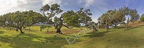 Biosphoto | 2101065 | Laurisylve, Madère | &copy; Gerken & Ernst / imageBROKER / Biosphoto