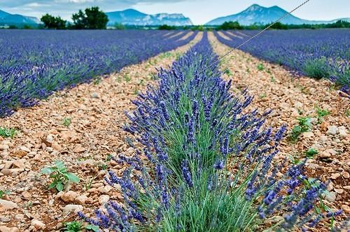 Biosphoto | 2011926 | Lavandine field in Provence - France | &copy; Yann Avril / Biosphoto