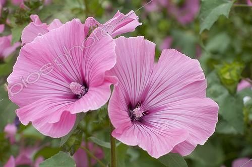 Biosphoto | 1293536 | Lavatera in bloom in a garden | &copy; Frédéric Didillon / Biosphoto