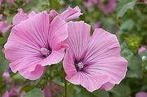 Biosphoto | 1293536 | Lavatère en fleur dans un jardin | &copy; Frédéric Didillon / Biosphoto