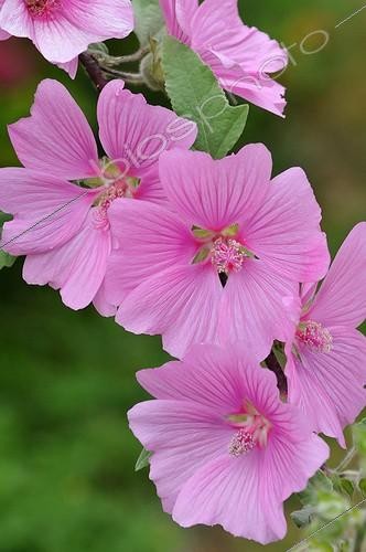 Biosphoto | 1958420 | Lavatère d'Hyères 'Rosea' en fleur dans un jardin | &copy; Catherine Fruhinsholz / Biosphoto