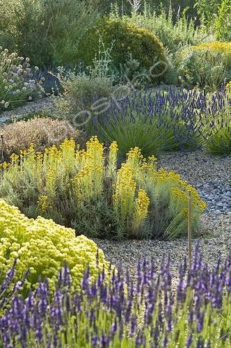 Biosphoto | 2034152 | Lavender cotton in bloom in a mediterranean garden | &copy; Marc Chatelain / Biosphoto