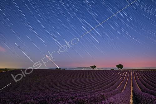 Biosphoto | 2624274 | Lavender fields of the Valensole plateau at dusk, with Venus disappearing behind the Lubéron mountains. Alpes de Haute-Provence, France. | &copy; Philippe Jacquot / Biosphoto