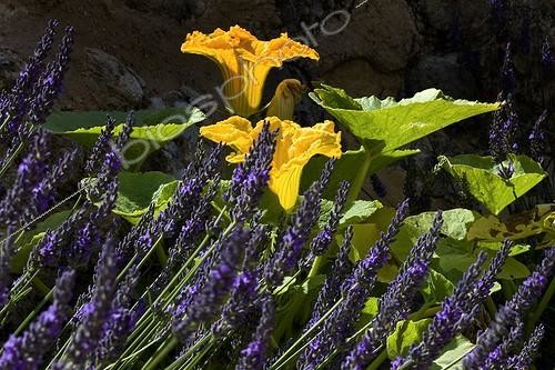 Biosphoto | 1118029 | Lavender flowers and squash in a garden France | &copy; Michel Gunther / Biosphoto