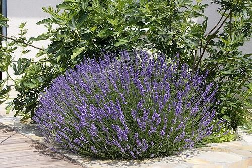 Biosphoto | 1370826 | Lavender in bloom on a terrace in the spring | &copy; Jean-Luc & Françoise Ziegler / Biosphoto