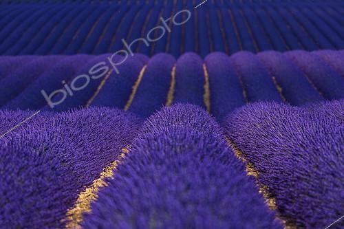 Biosphoto | 2084893 | Lavender (lavandin) fields, Valensole Plateau, Alpes Haute Provence, France, Europe | &copy; Juan-Carlos Muñoz / Biosphoto