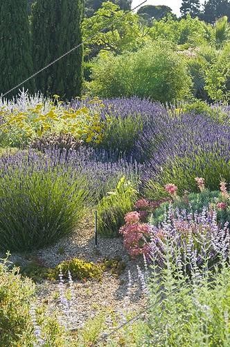 Biosphoto | 2034113 | Lavenders in bloom in a mediterranean garden | &copy; Marc Chatelain / Biosphoto