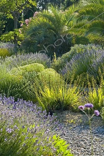 Biosphoto | 2034114 | Lavenders in bloom in a mediterranean garden | &copy; Marc Chatelain / Biosphoto