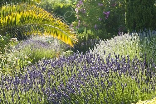 Biosphoto | 2034118 | Lavenders in bloom in a mediterranean garden | &copy; Marc Chatelain / Biosphoto