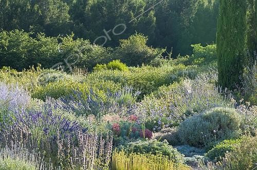 Biosphoto | 2034119 | Lavenders in bloom in a mediterranean garden | &copy; Marc Chatelain / Biosphoto